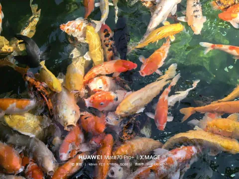 锦鲤争游