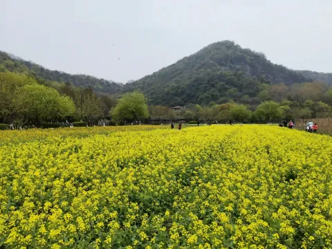 八卦田里的油菜花开了
