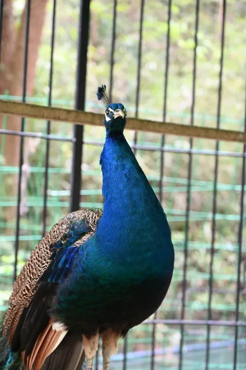 孔雀