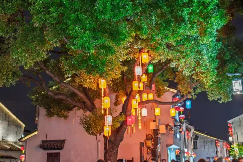 古树枝桠挂满彩灯笼