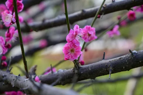 超山梅花