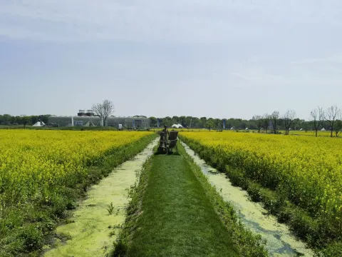 油菜花田