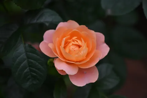 月季花