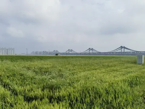 麦田与大桥