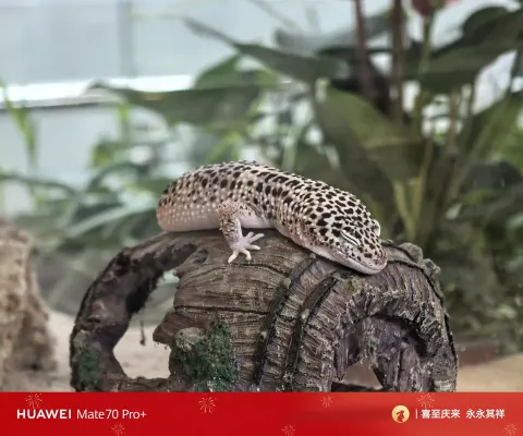 豹纹守宫