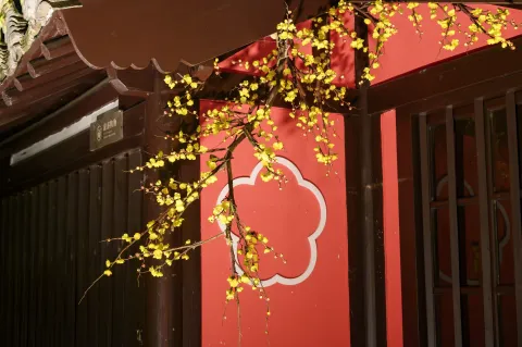 腊梅