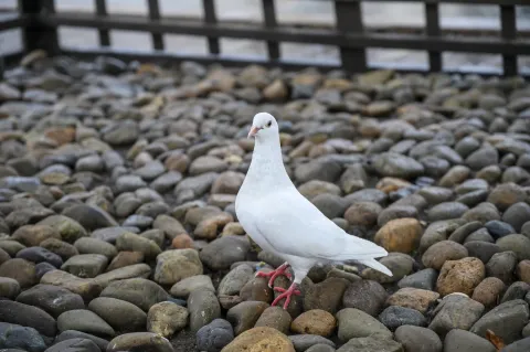 小白鸽