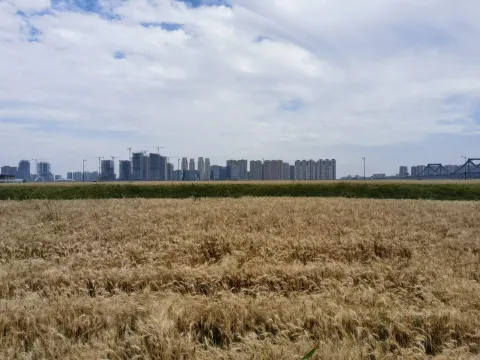 金黄麦浪