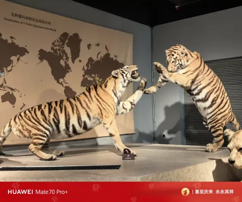 猛虎搏斗