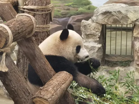 可爱的大熊猫