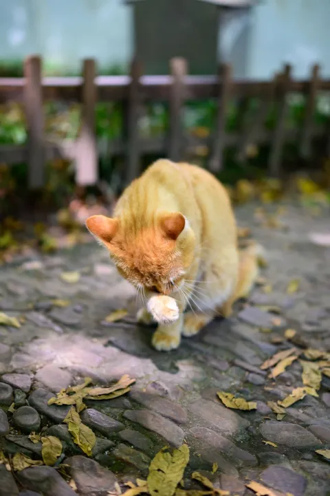 庭院里自顾整理皮毛的橘猫