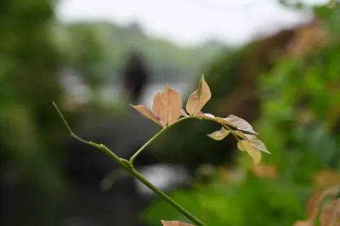 小嫩叶
