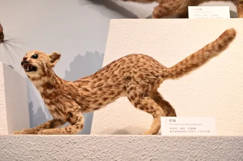 标本：豹猫