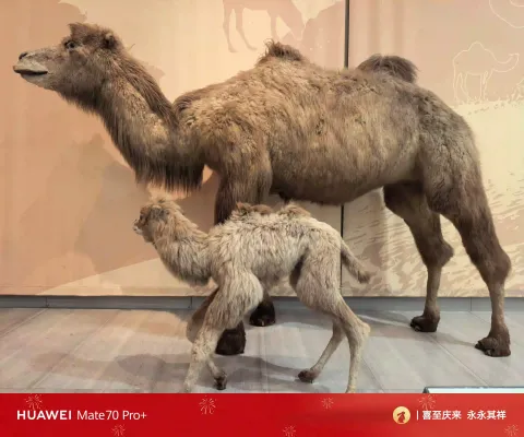 母子双峰驼动物标本