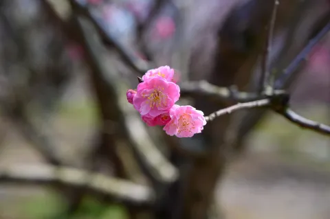 赏梅