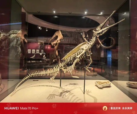 恐鳄骨架