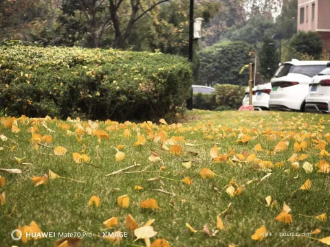 满地秋痕