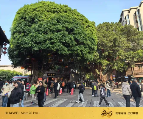 三坊七巷街头老榕树