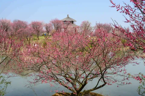 湖边的梅花