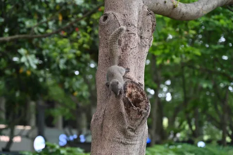 西湖边的小松鼠