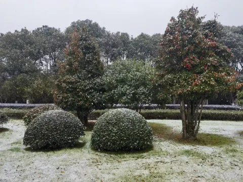 落于枝头的雪花