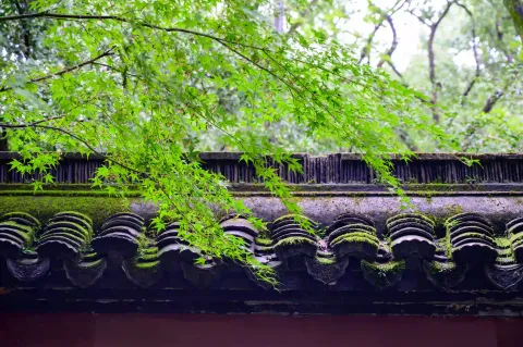 古瓦青苔绿树特写
