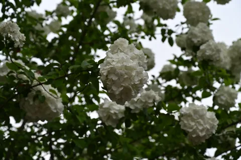 绣球花