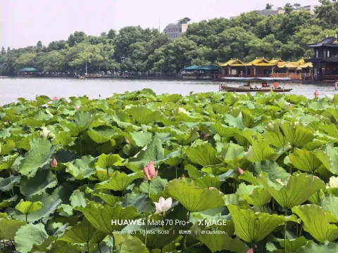 荷塘全景