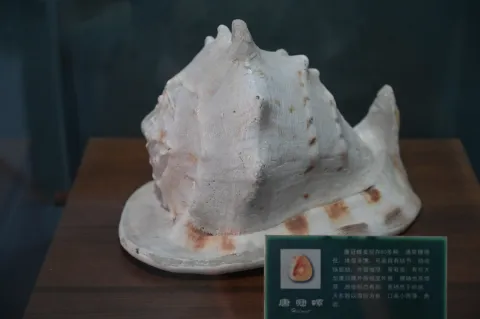 唐冠螺