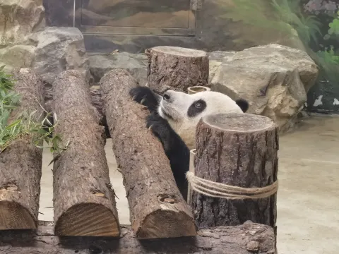 可爱的大熊猫