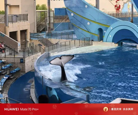 硕大尾鳍扬起，拍打水面掀起阵阵浪花