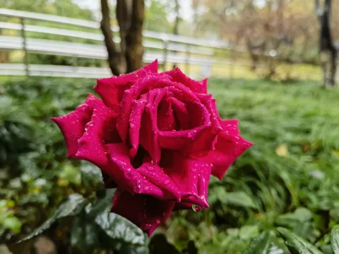 雨后挂满水滴的花朵