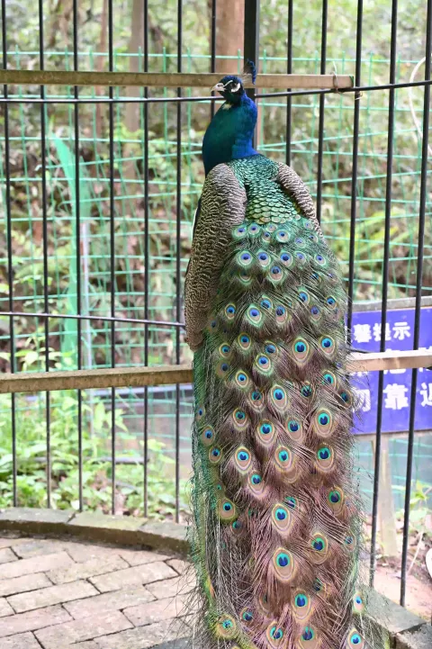 孔雀