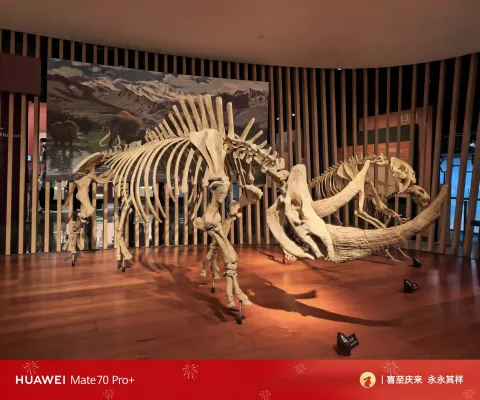 巨型披毛犀牛骨架