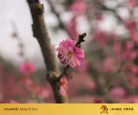 一枝红梅报春