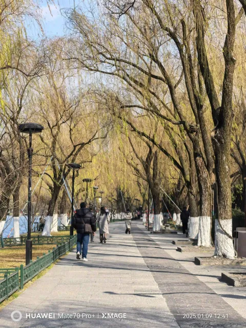 冬日柳堤，漫步湖岸