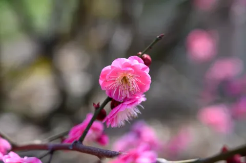 赏梅