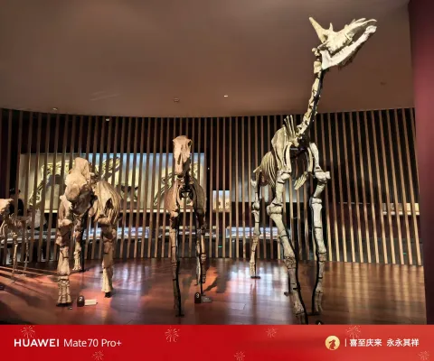 远古马类骨架