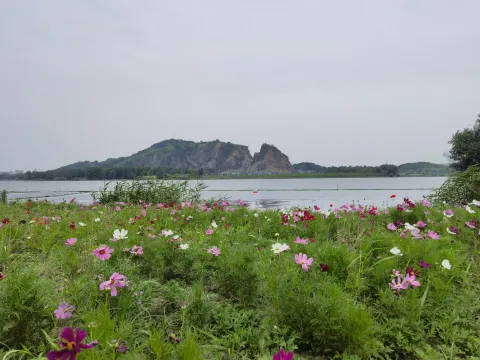 盛开的花儿