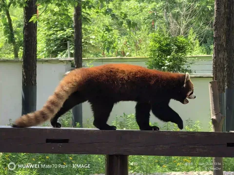林间漫步的小熊猫