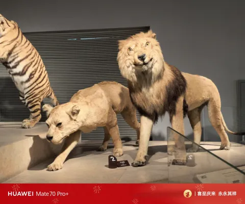 雄狮与雌狮