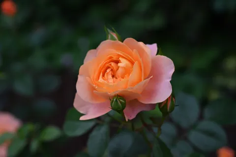 月季花
