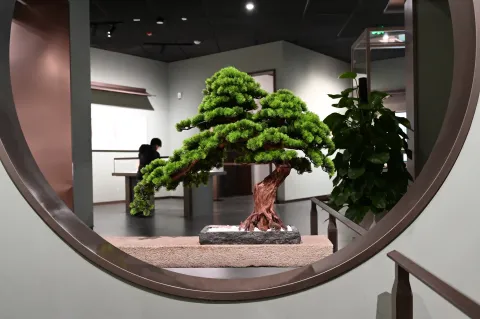 窗口的松树盆栽
