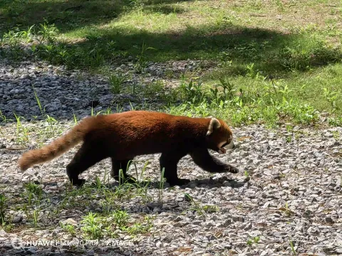 碎石上赶路中的小熊猫