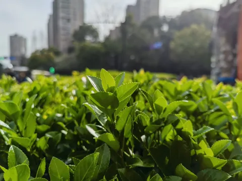 绿叶