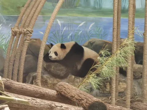 熟睡中的大熊猫