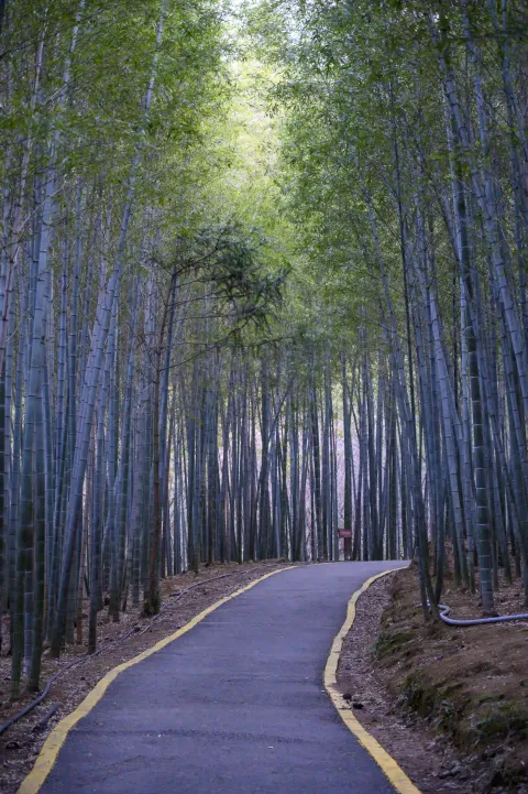 竹林间小路