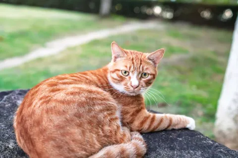 湖边慵懒的橘色小猫