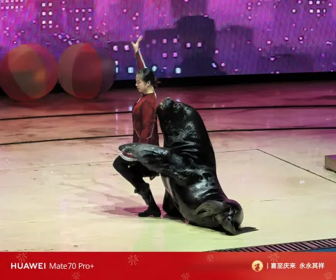 海狮表演