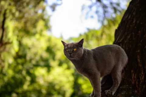 林间蓝猫